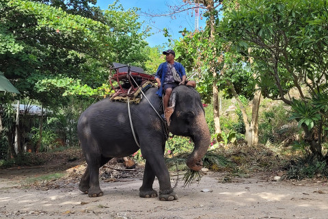 หมู่บ้านช้างหัวหิน (Hua Hin Elephant Village)