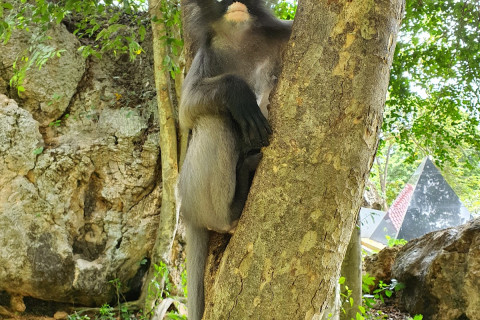 เขาล้อมหมวก (Khao Lom Muak)