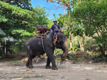 หมู่บ้านช้างหัวหิน (Hua Hin Elephant Village)
