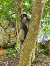 เขาล้อมหมวก (Khao Lom Muak)