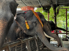 วังช้างอยุธยา แล เพนียด (Ayutthaya Elephant Palace Royal Kraal) Photo 1 of 5